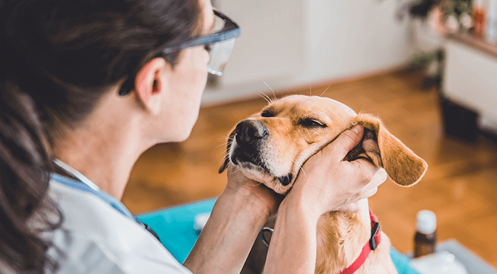 Annual pet checkups in Warren, MI