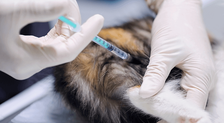 Pet Vaccinations in Warren, MI