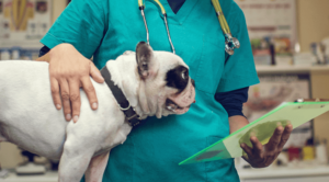 Pet Surgery Services