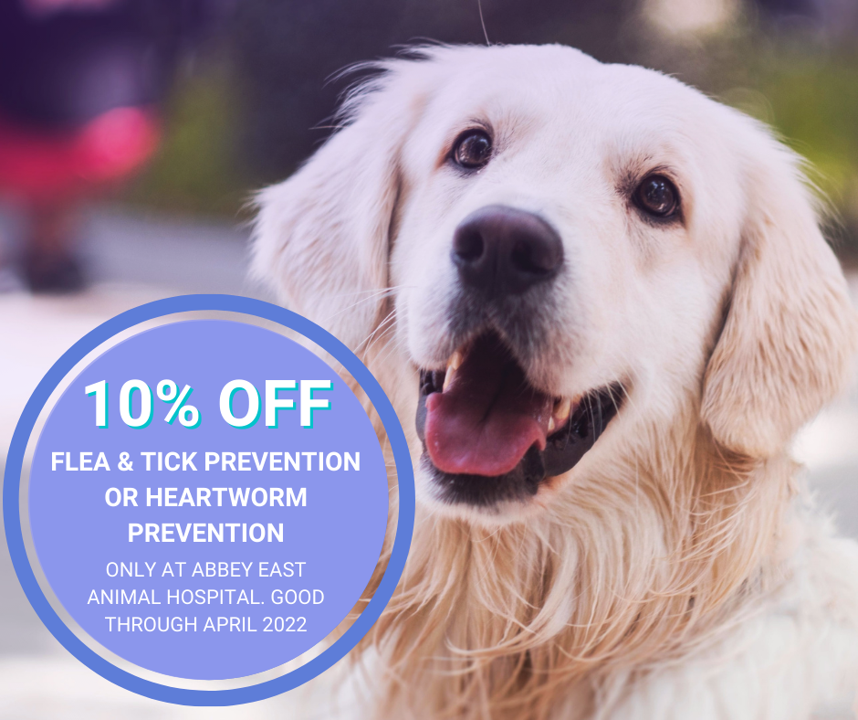 Flea and Tick Prevention - 10 percent off